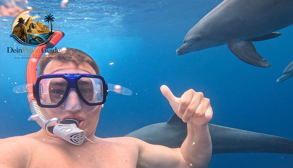Dolphin watching in the Red Sea Sataya Reef & Dolphin House Guide