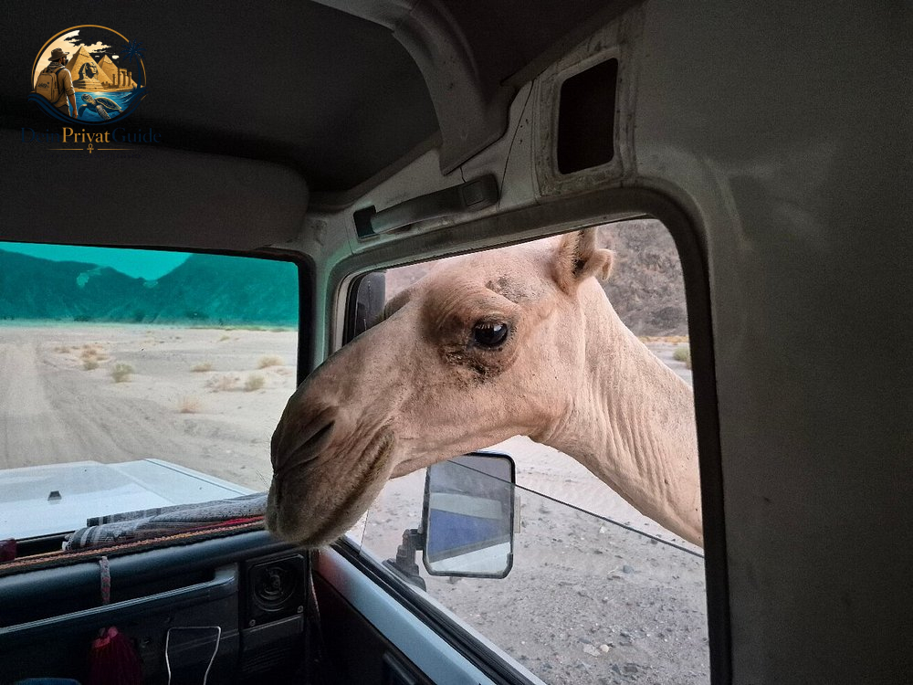 Camel Canyon Marsa Alam | Wanderung im Wadi El Gemal – Bild 22