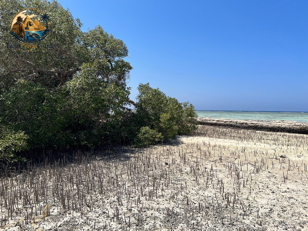 Birdwatching Wadi El Gemal | Naturtour ab Marsa Alam – Bild 11