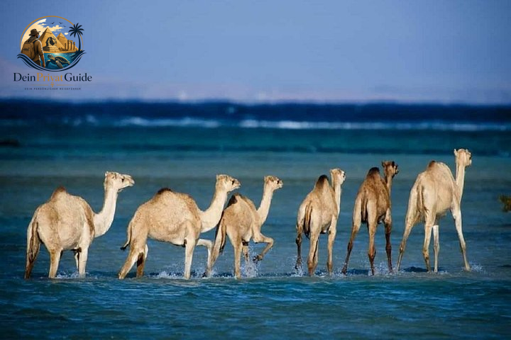 Camel Canyon Marsa Alam | Wanderung im Wadi El Gemal – Bild 5