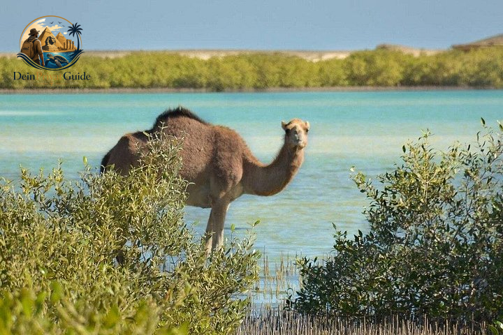 Camel Canyon Marsa Alam | Wanderung im Wadi El Gemal – Bild 3