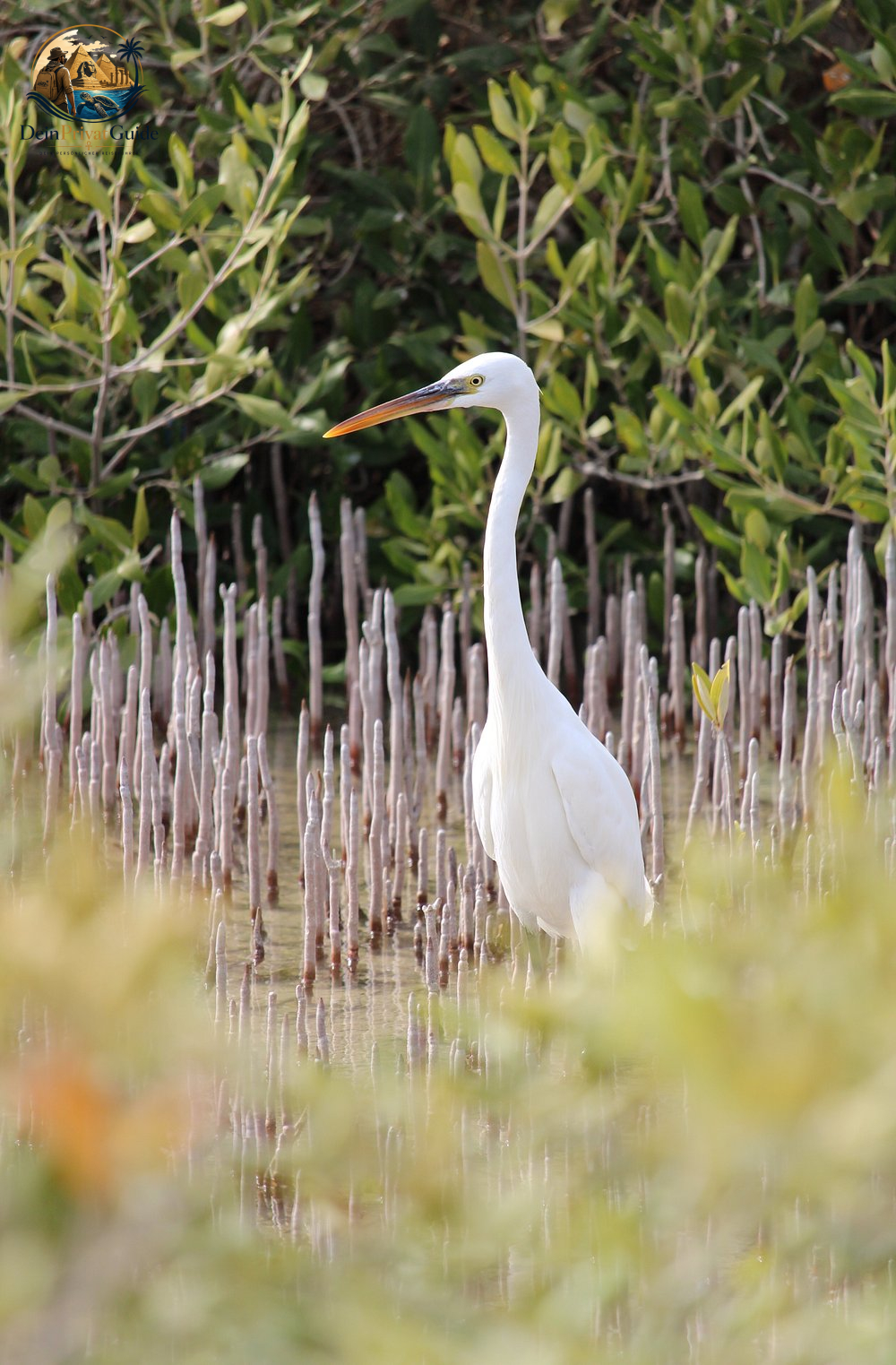 Birdwatching Wadi El Gemal | Naturtour ab Marsa Alam – Bild 10