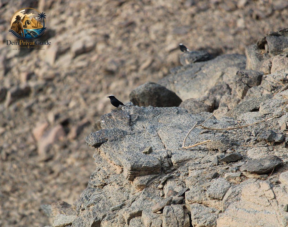 Birdwatching Wadi El Gemal | Naturtour ab Marsa Alam – Bild 9