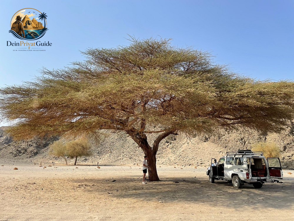 Birdwatching Wadi El Gemal | Naturtour ab Marsa Alam – Bild 7