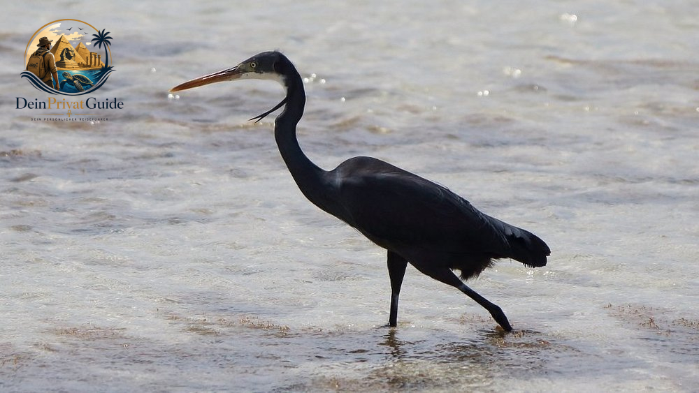 Birdwatching Wadi El Gemal | Naturtour ab Marsa Alam – Bild 3