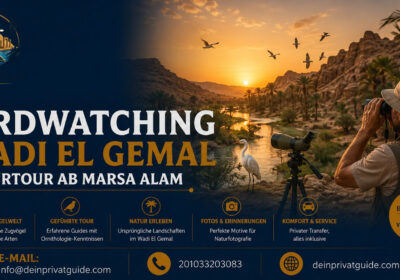 Birdwatching Wadi El Gemal | Naturtour ab Marsa Alam