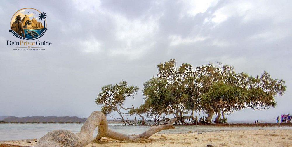 Birdwatching Wadi El Gemal | Naturtour ab Marsa Alam – Bild 5