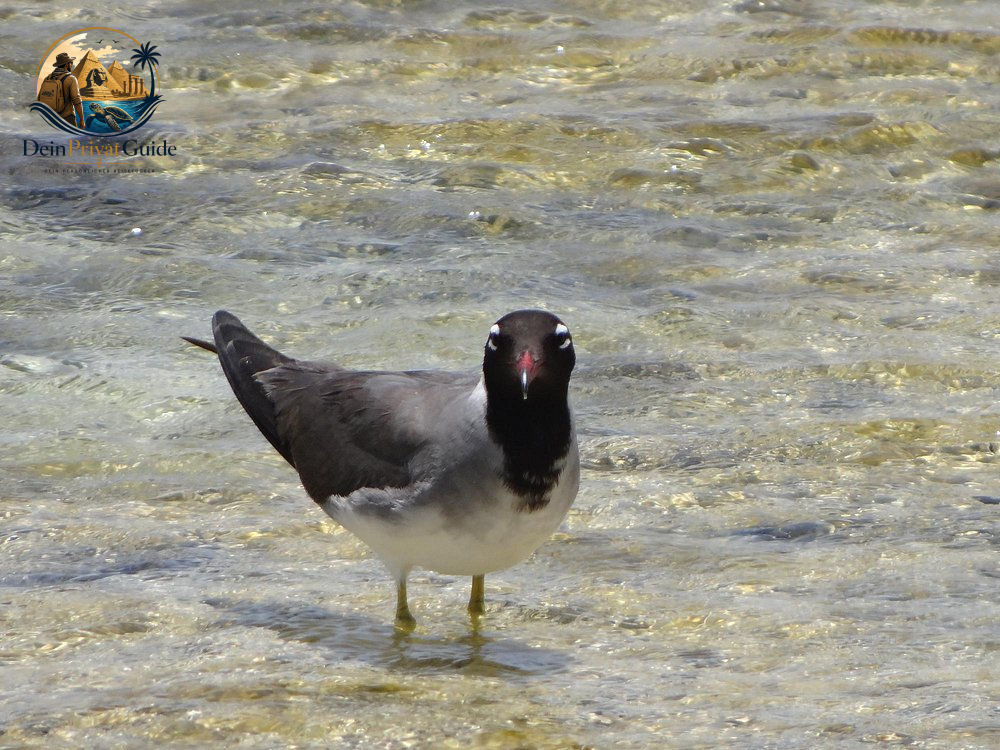 Birdwatching Wadi El Gemal | Naturtour ab Marsa Alam – Bild 2