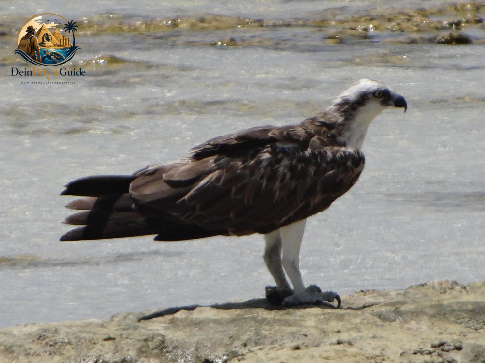 Birdwatching Wadi El Gemal | Naturtour ab Marsa Alam – Bild 1