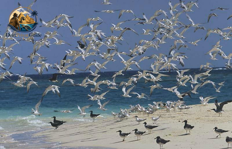Birdwatching Wadi El Gemal | Naturtour ab Marsa Alam – Bild 4